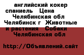 английский кокер спаниель › Цена ­ 3 000 - Челябинская обл., Челябинск г. Животные и растения » Собаки   . Челябинская обл.